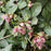 Hellebore, FrostKiss™ Dorothy's Dawn® Lenten Rose