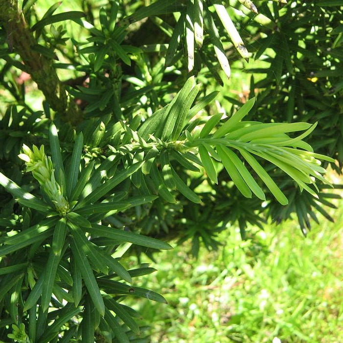 Plum Yew, Fastigiata Upright Japanese Plum Yew