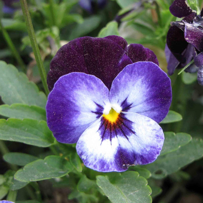 Viola, Penny™ Denim Jump Up Viola
