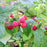 Raspberry, Joan J Everbearing Raspberry