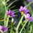 Grass, Lucerne Blue-Eyed Grass
