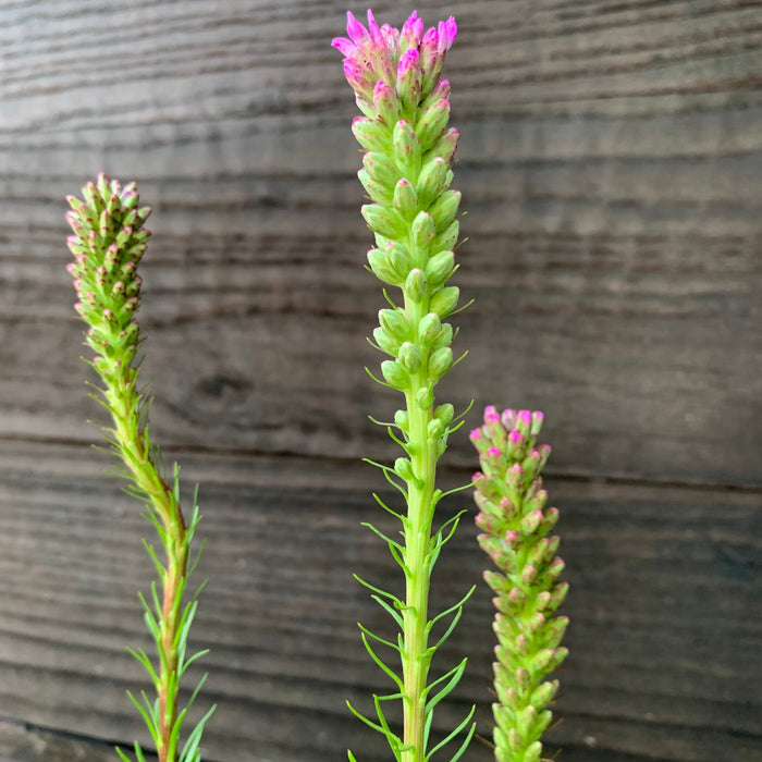 Gayfeather, Marsh Blazing Star, Gayfeather