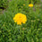 Tickseed, Early Sunrise Giant Tickseed