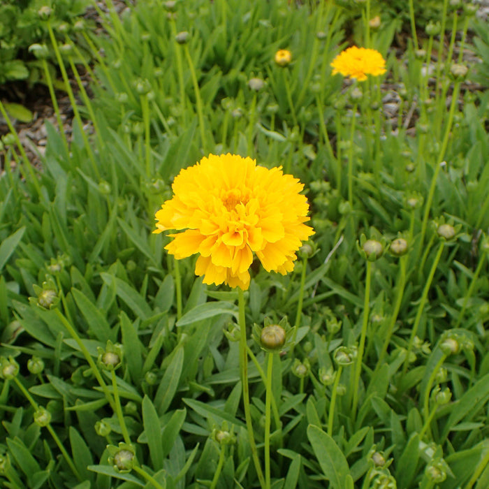 Tickseed, Early Sunrise Giant Tickseed