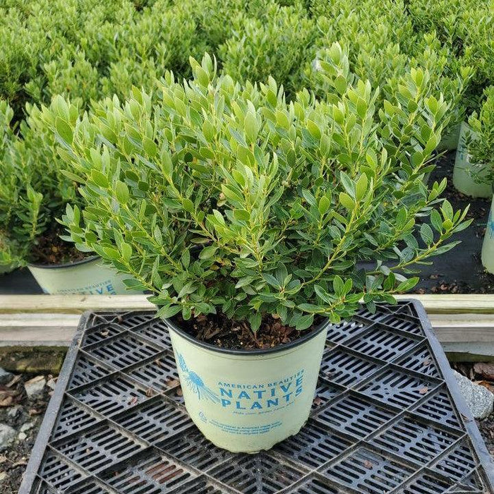 Holly, Forever Emerald™ Inkberry