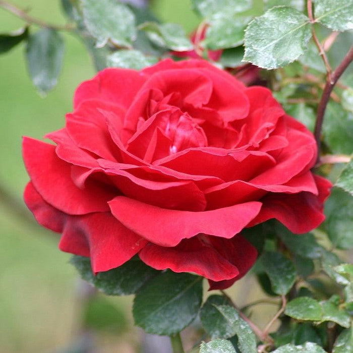 Rose, Don Juan Climbing Rose