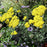Yarrow, Moonshine Yarrow