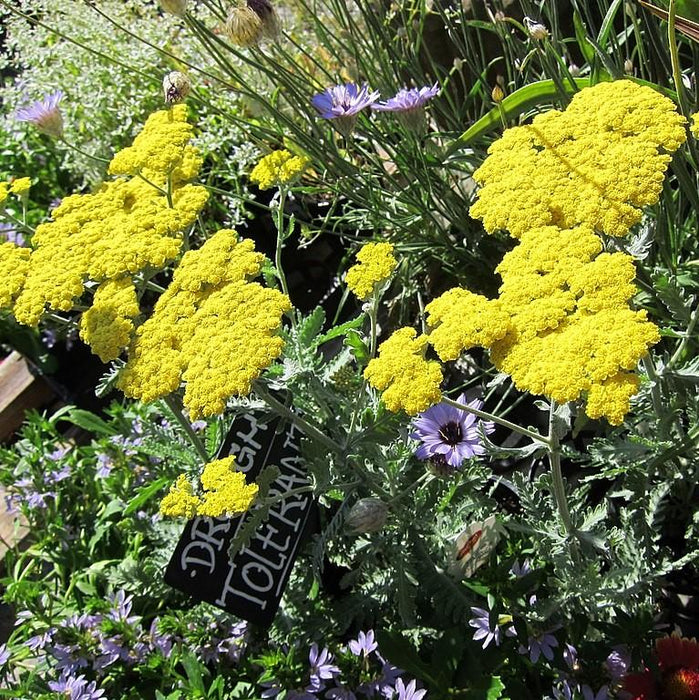 Yarrow, Moonshine Yarrow