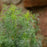 Dill, Fernleaf Dill