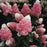 Hydrangea, Magical® Ruby Snow Hydrangea