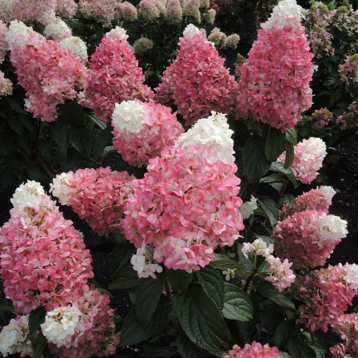 Hydrangea, Magical® Ruby Snow Hydrangea
