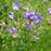 Bellflower, Bluebells