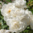 Rose, Iceberg Rose