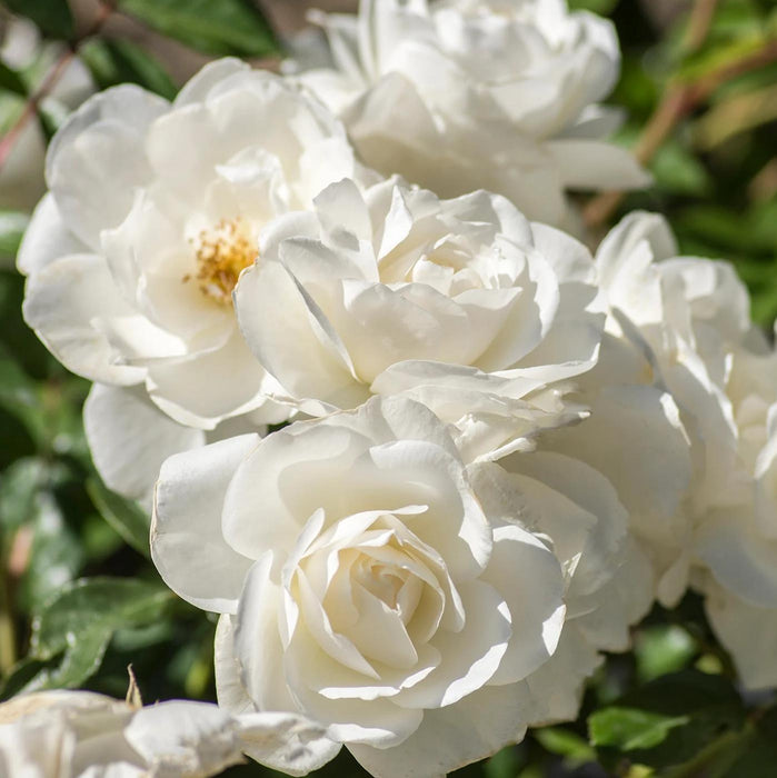 Rose, Iceberg Rose