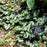 Wild Ginger, Chinese Wild Ginger