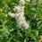 Meadowsweet, White Meadowsweet