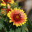 Blanket Flower, Arizona Sun Blanket Flower