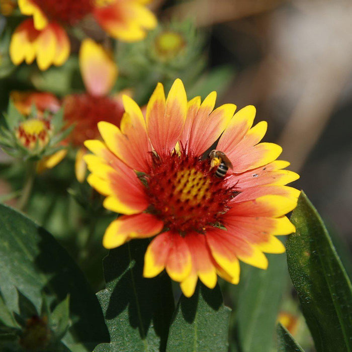 Blanket Flower, Arizona Sun Blanket Flower