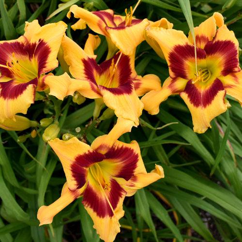 Daylily, Rainbow Rhythm® Tiger Swirl Daylily