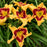 Daylily, Rainbow Rhythm® Tiger Swirl Daylily