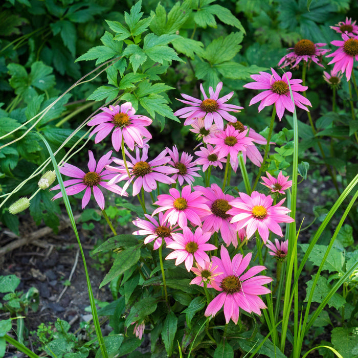 Coneflower, PowWow® Wild Berry Echinacea