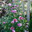 Hibiscus, Purple Pillar® Rose of Sharon