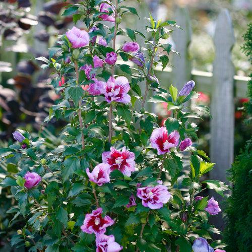 Hibiscus, Purple Pillar® Rose of Sharon