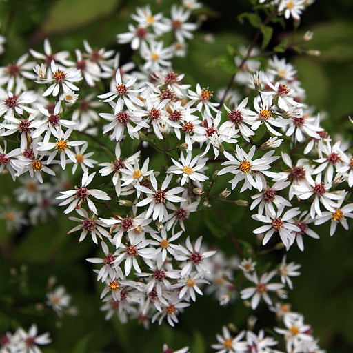 Aster, White Woodland Eastern Star Aster