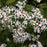 Aster, White Woodland Eastern Star Aster