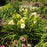 Daylily, Joan Senior Daylily