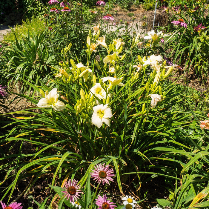 Daylily, Joan Senior Daylily