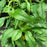 Coneflower, PowWow® White Echinacea