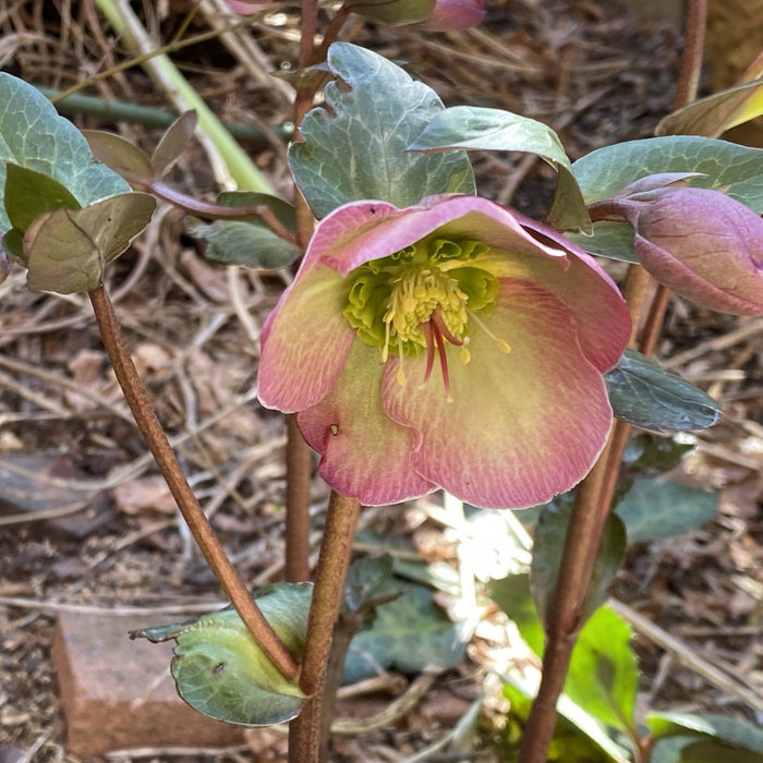 Hellebore, Frostkiss® Glenda's Gloss® Hellebore