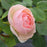 Rosa x 'Bozdib023'  - PW® Flavorette Pear'd® Rose