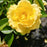 Rose, Julia Child™ Rose