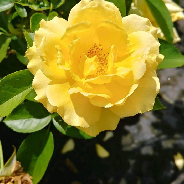 Rose, Julia Child™ Rose