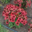 Coneflower, SunMagic® Vintage Ruby Echinacea