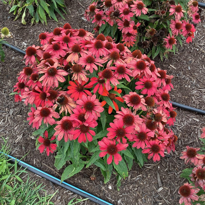 Coneflower, SunMagic® Vintage Ruby Echinacea