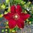 Clematis, Charmaine™ Clematis