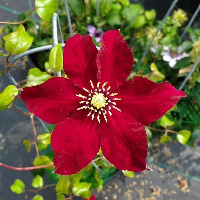 Clematis, Charmaine™ Clematis