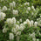 Fothergilla, Dwarf Fothergilla