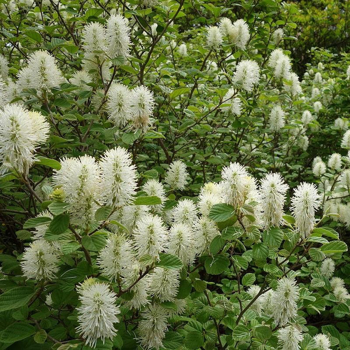 Fothergilla, Dwarf Fothergilla