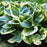 Hosta, Aureomarginata Hosta