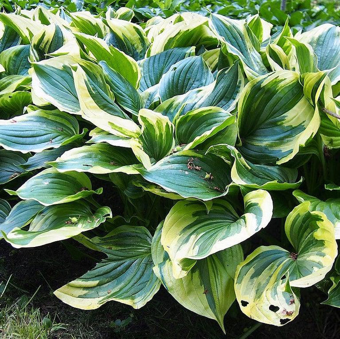 Hosta, Aureomarginata Hosta