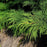 Cypress, Siberian Cypress, Russian Arborvitae