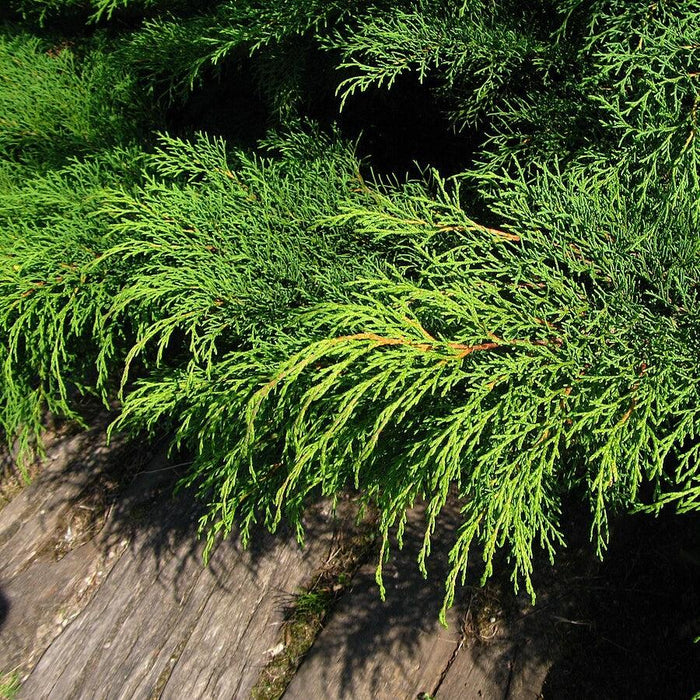 Cypress, Siberian Cypress, Russian Arborvitae