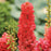 Delphinium, Red Lark Delphinium