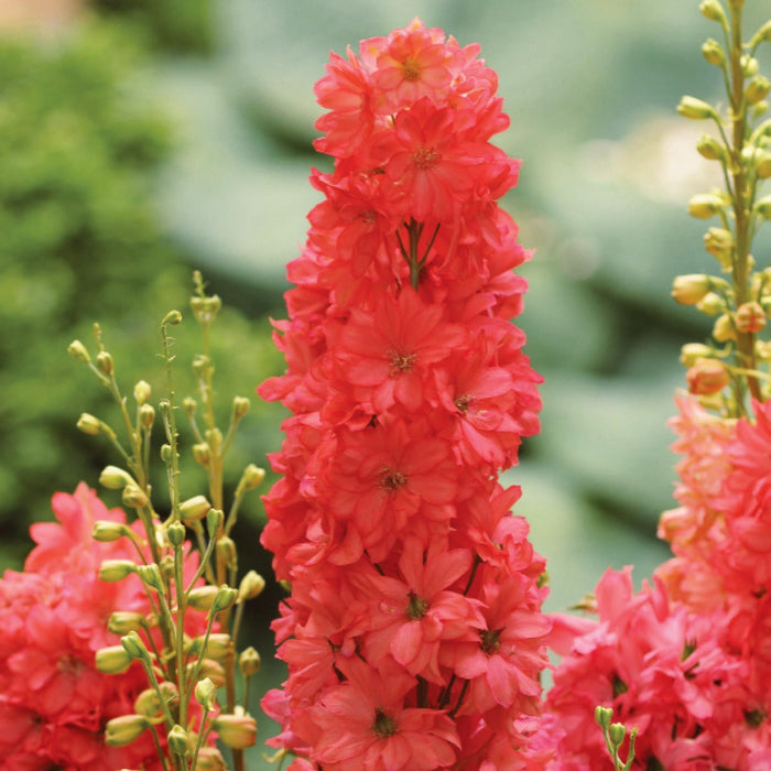 Delphinium, Red Lark Delphinium