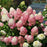 Hydrangea, Quick Fire Fab® Hydrangea