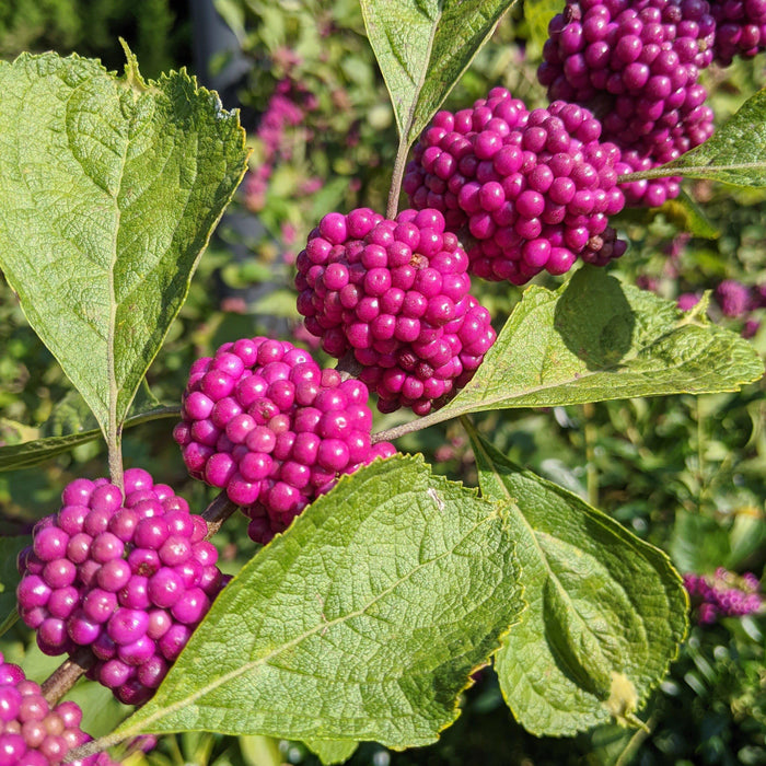 Beautyberry, American Beautyberry